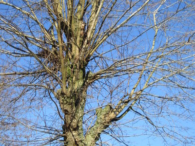 Pflegemaßnahme sind an den Bäumen erforderlich