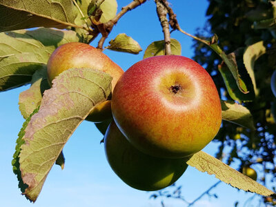 Äpfel Appelchaussee